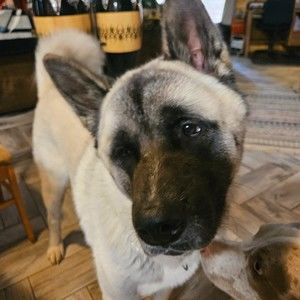 Meet your Posher, R eagle